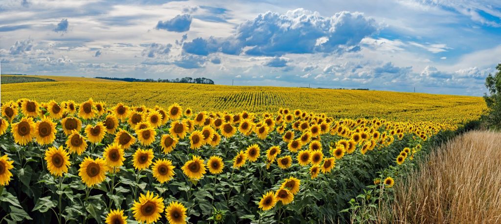 Wiese voller Sonnenblumen