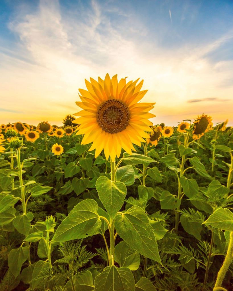 Sonnenblume auf dem Feld