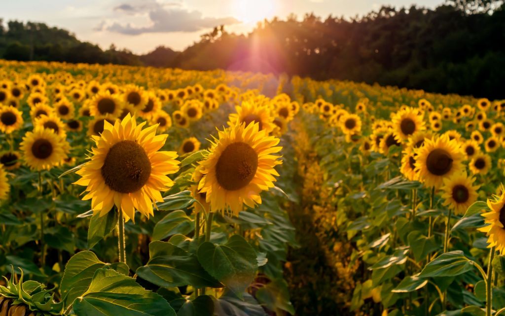 Sonnenblumen-Farm