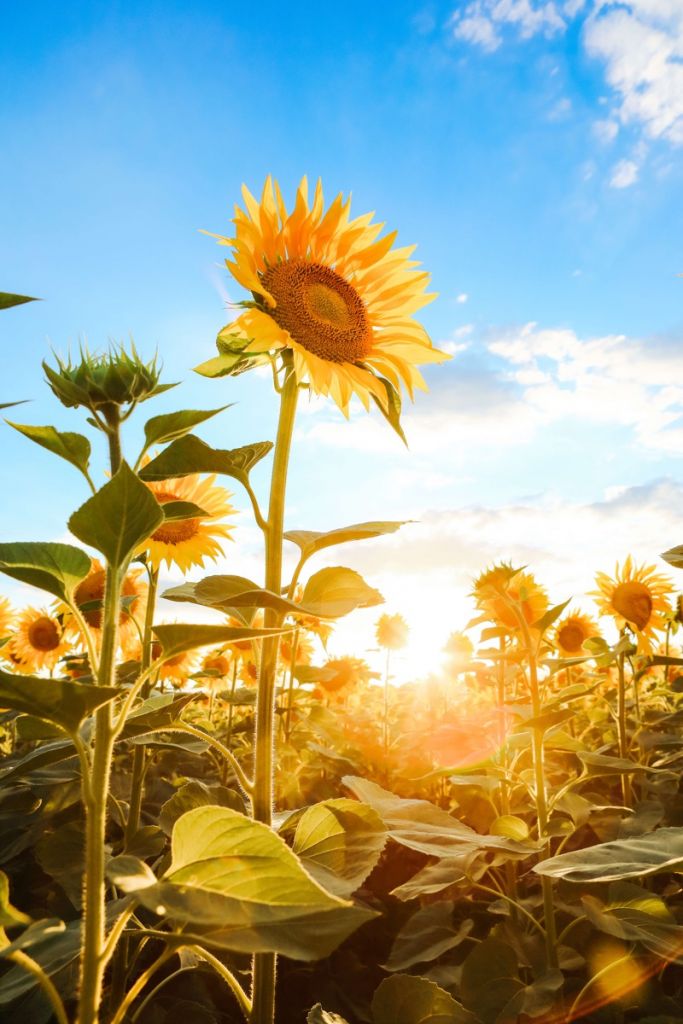 Sonnenblume mit blauem Himmel