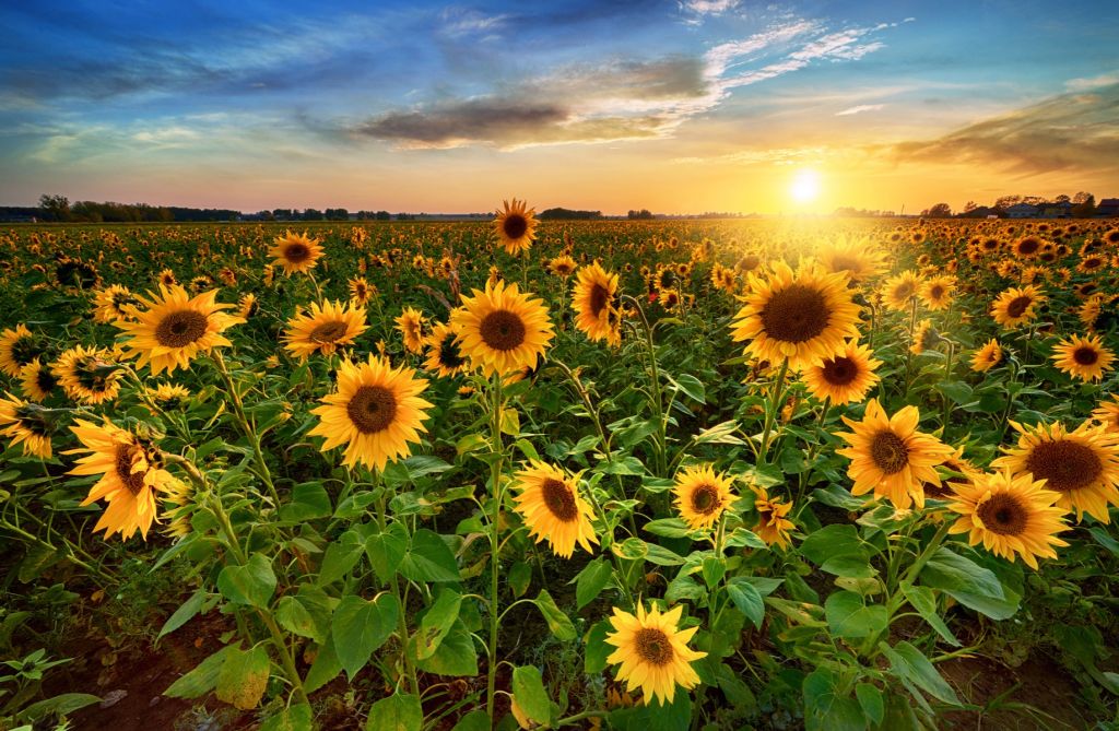 Schönes Sonnenblumenfeld