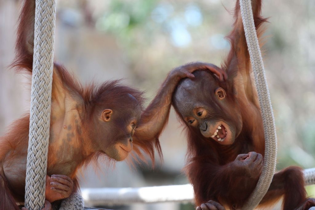 Baby-Orang-Utans