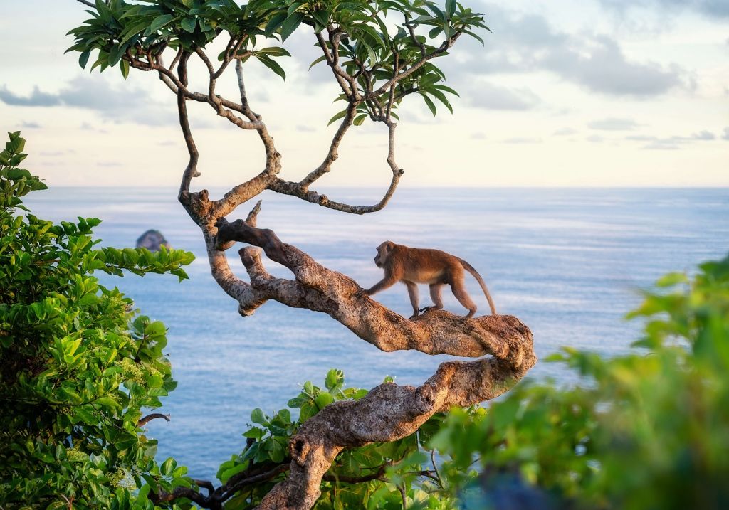 Affe auf einem Baum