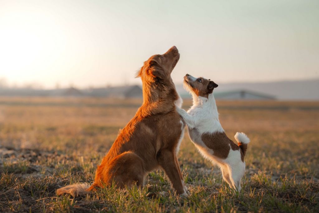 Hunde nachschlagen