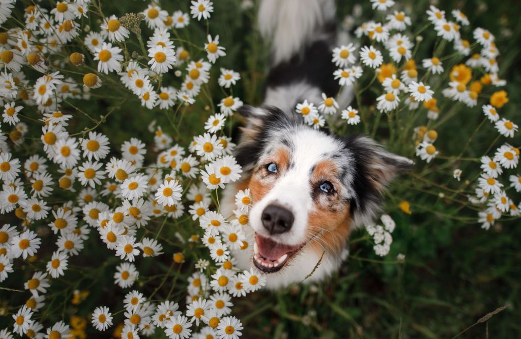 Australischer Schäferhund unter Blumen