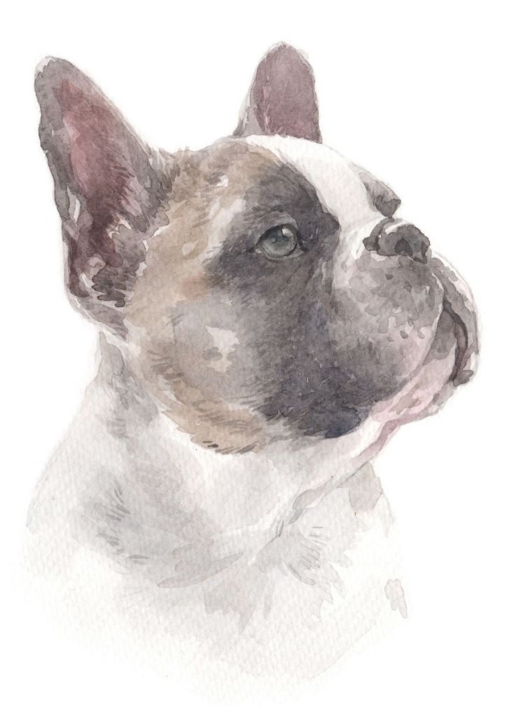 Aquarell Französische Bulldogge