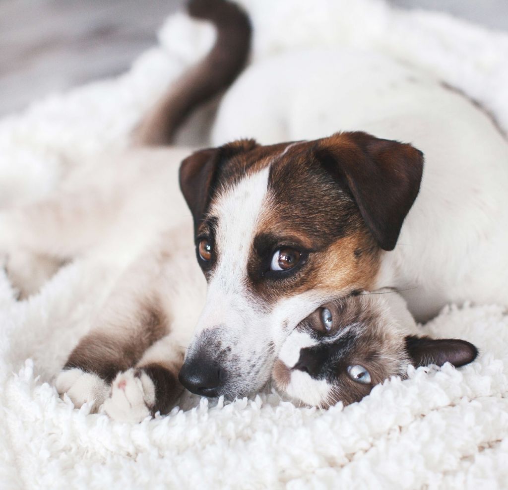 Hund und Katze