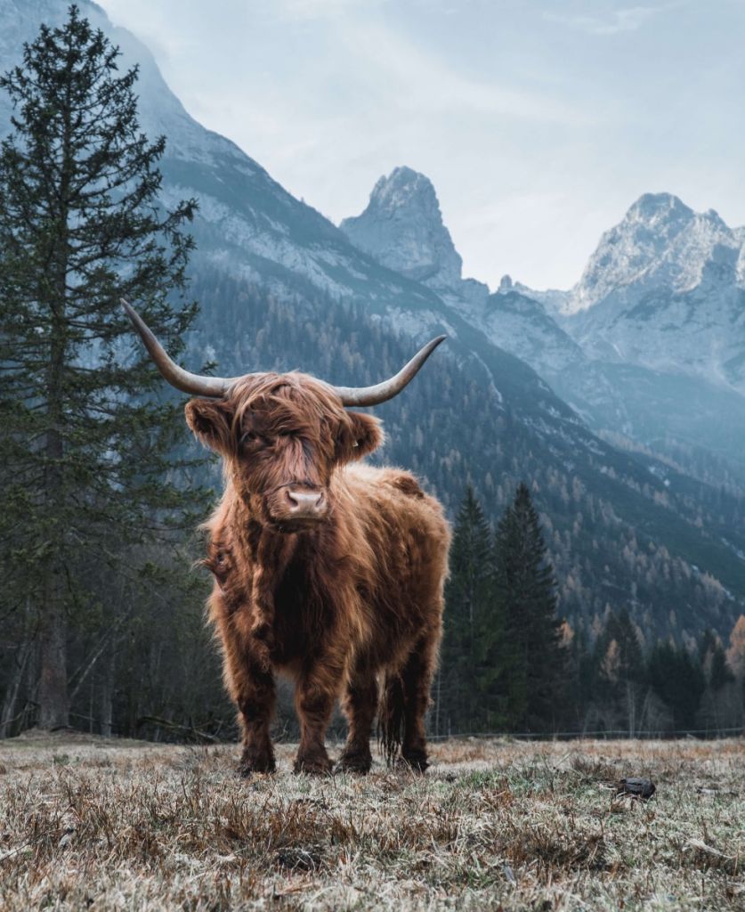 Schottischer Hochländer zwischen den Bäumen