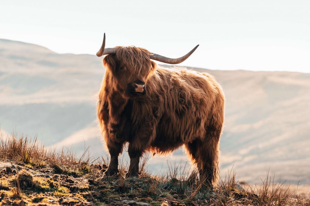 Schottischer Hochländer auf einem Hügel