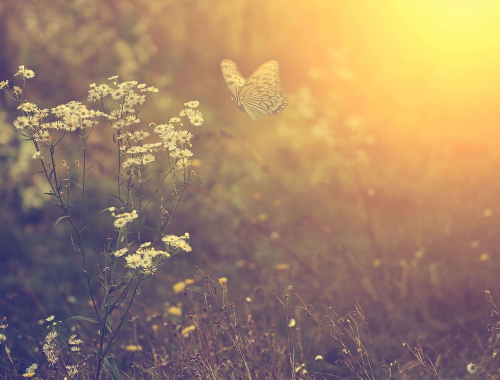 Schmetterling mit Blumen