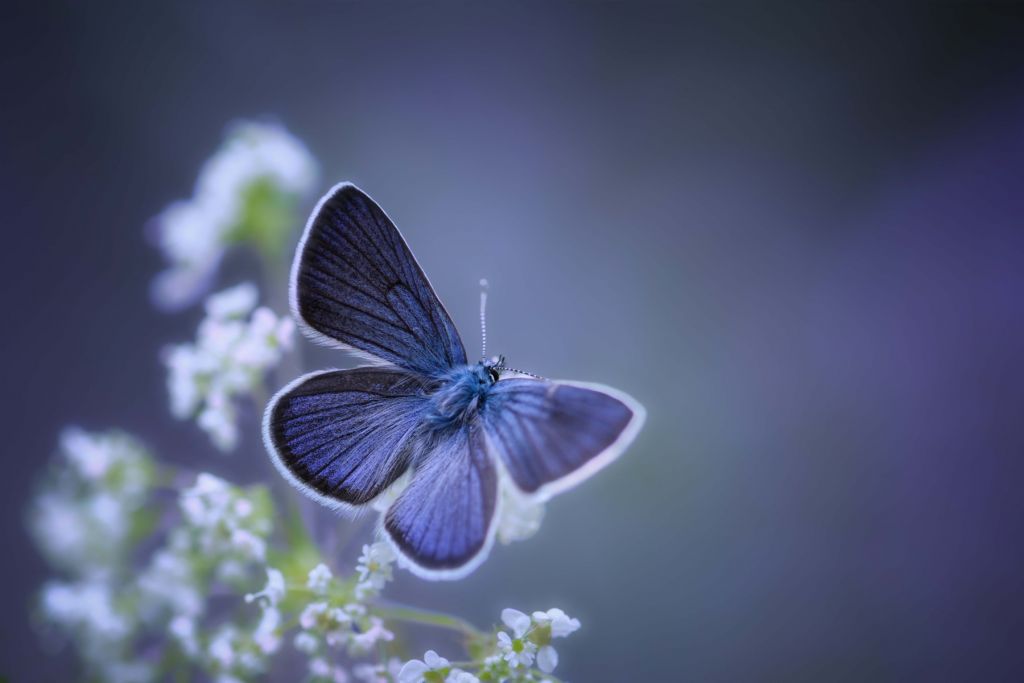 Blauer Schmetterling