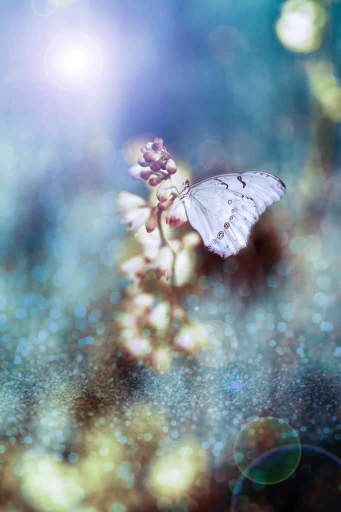 Schmetterling auf Blume