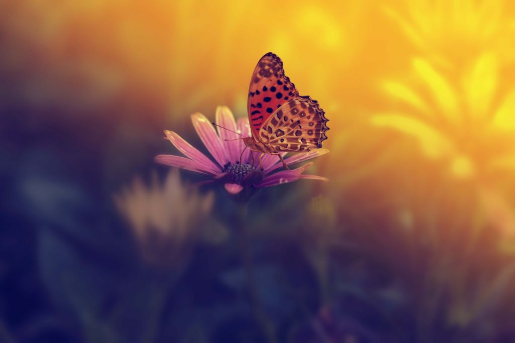 Roter Schmetterling auf Blume