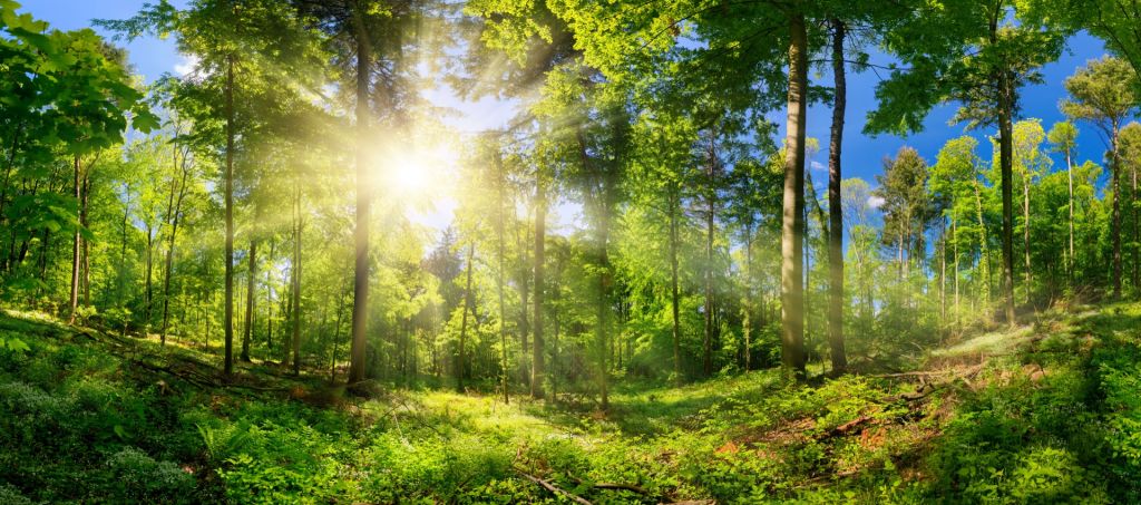 Wald mit Sonnenstrahlen