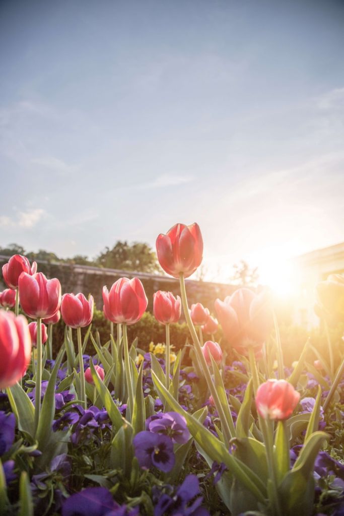 Blumen in der Sonne