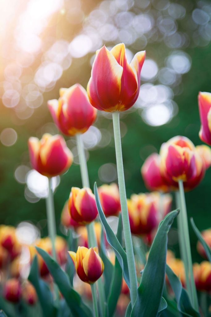 Rot mit gelben Tulpen