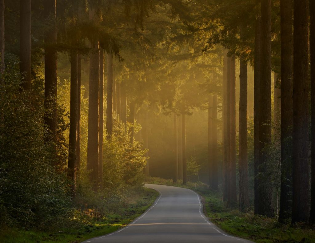 Sonnenaufgang auf dem Weg durch den Wald