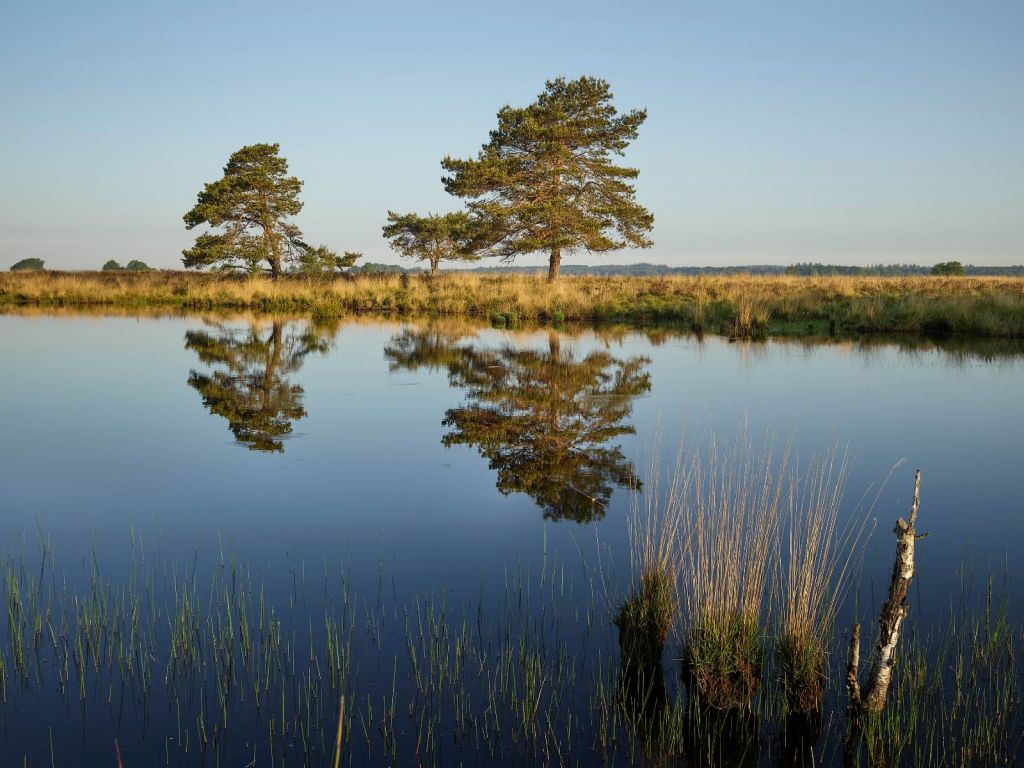 Waldland in der Heide