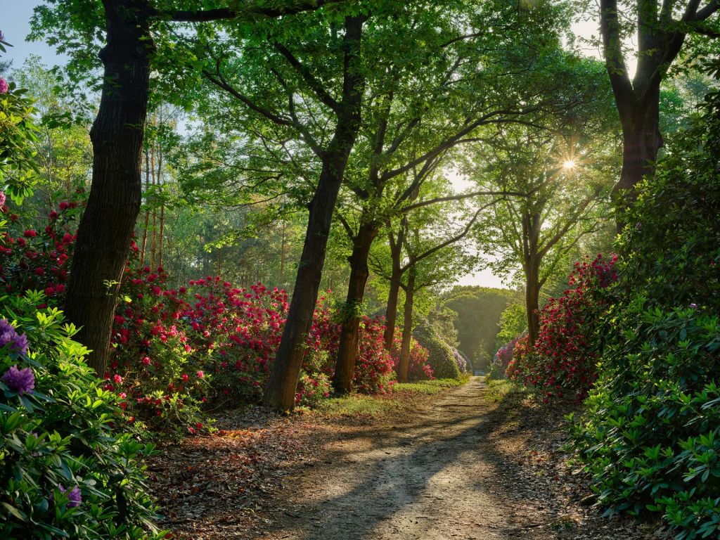 Sonnenaufgang am Pfad mit Rhododendren