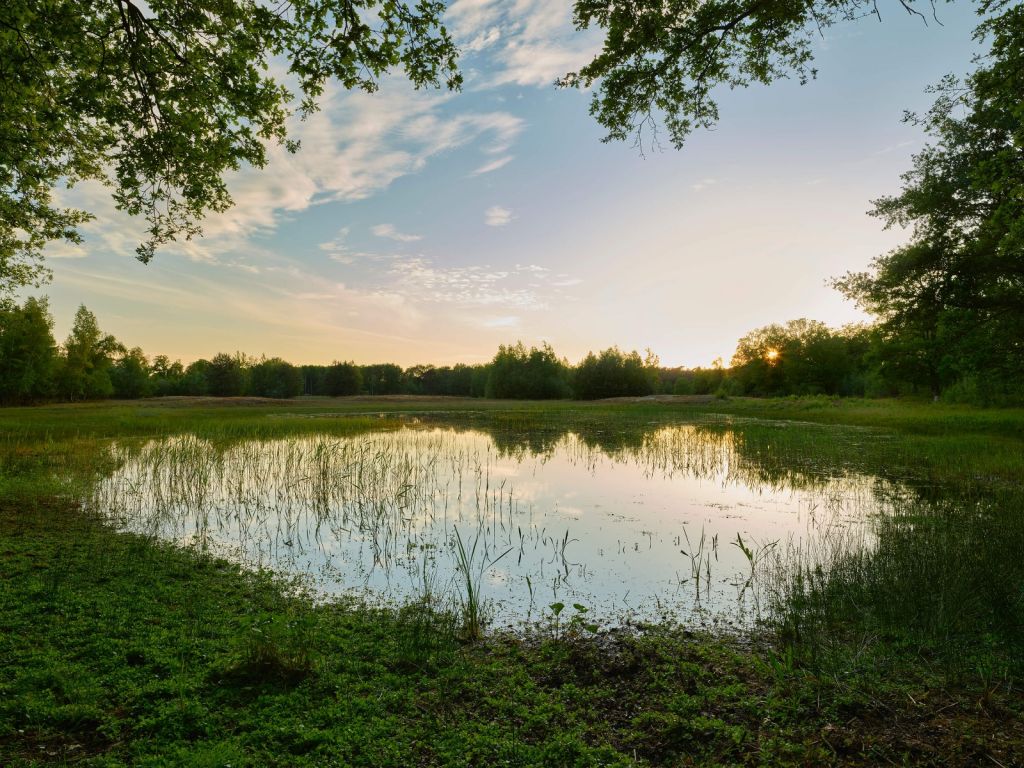 Sonnenuntergang am Wald