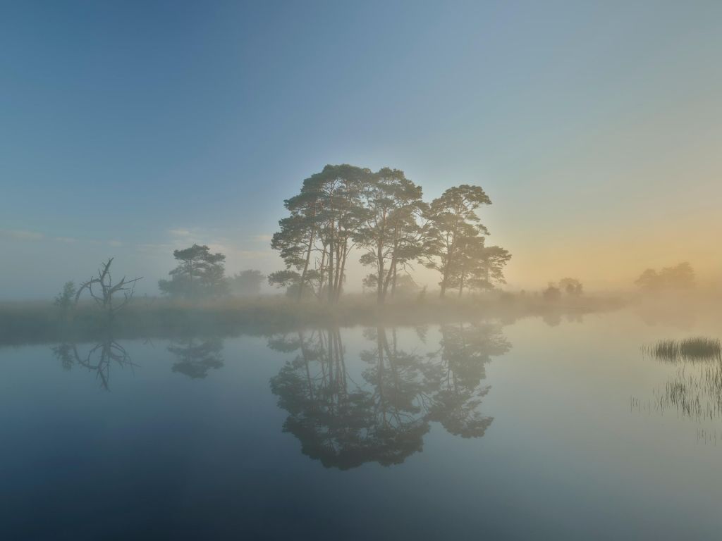 Nebel in der Heide