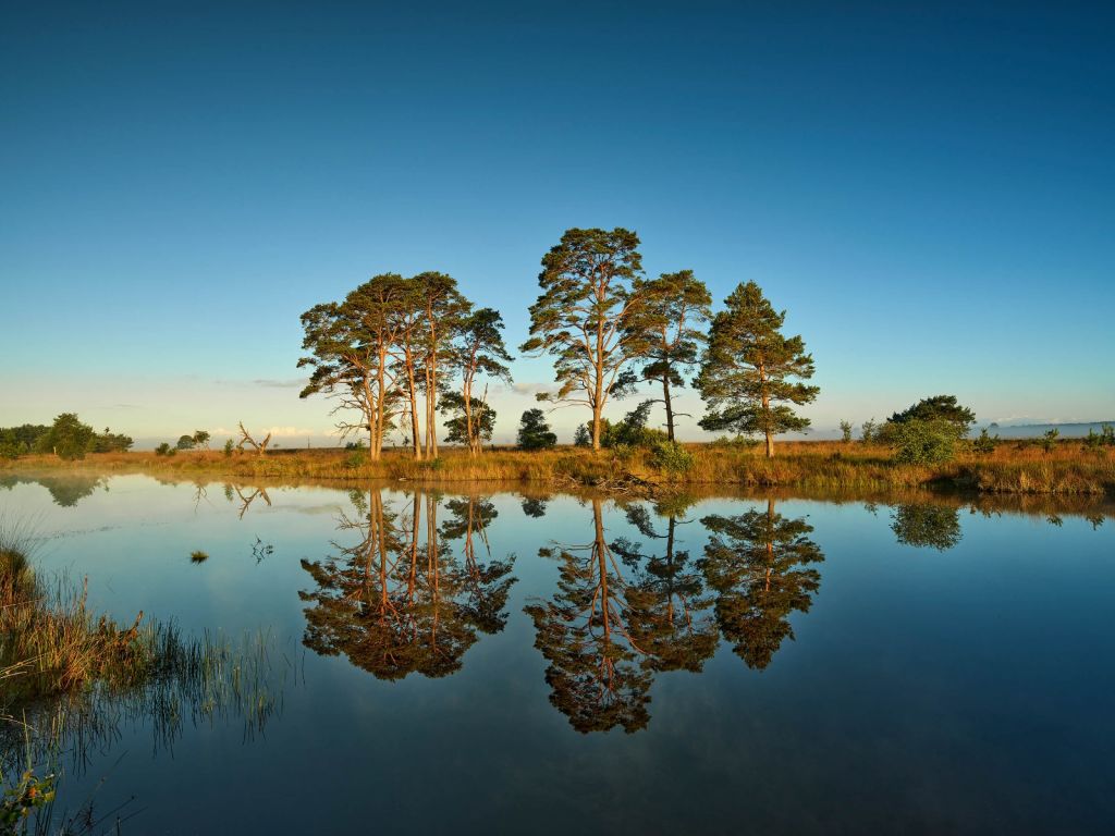 Spiegelung im Waldsee