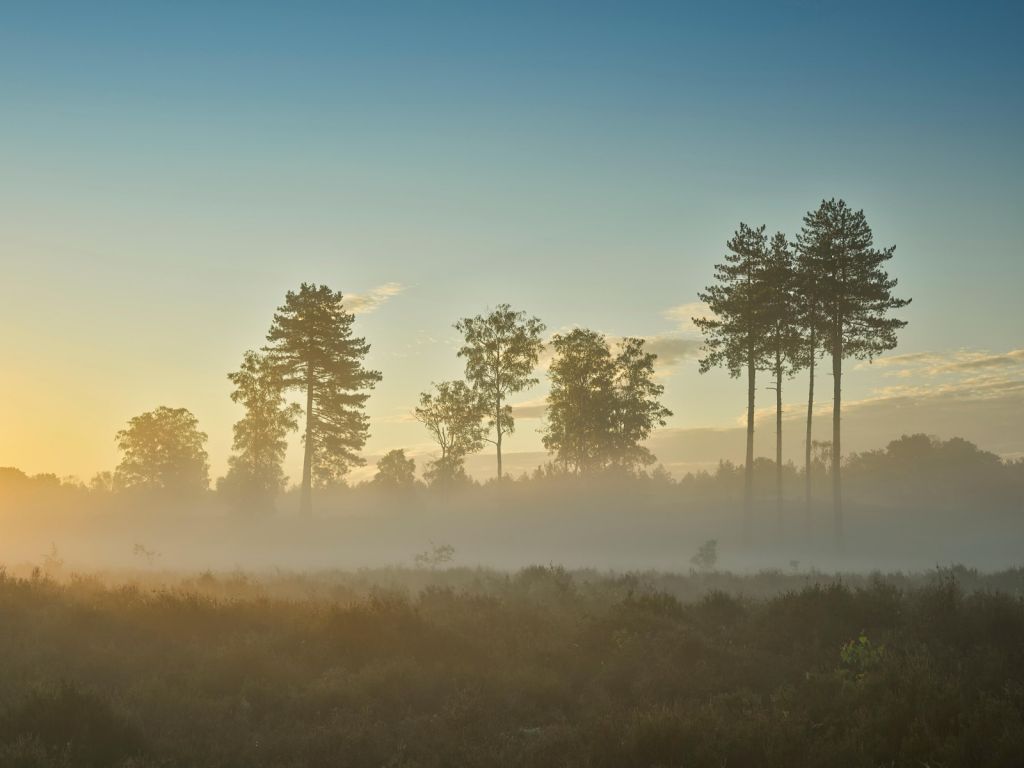 Neblige Moorlandschaft