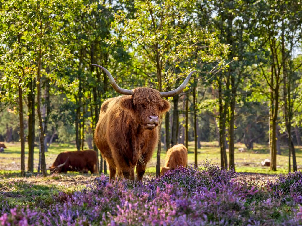 Hochländer im Naturschutzgebiet