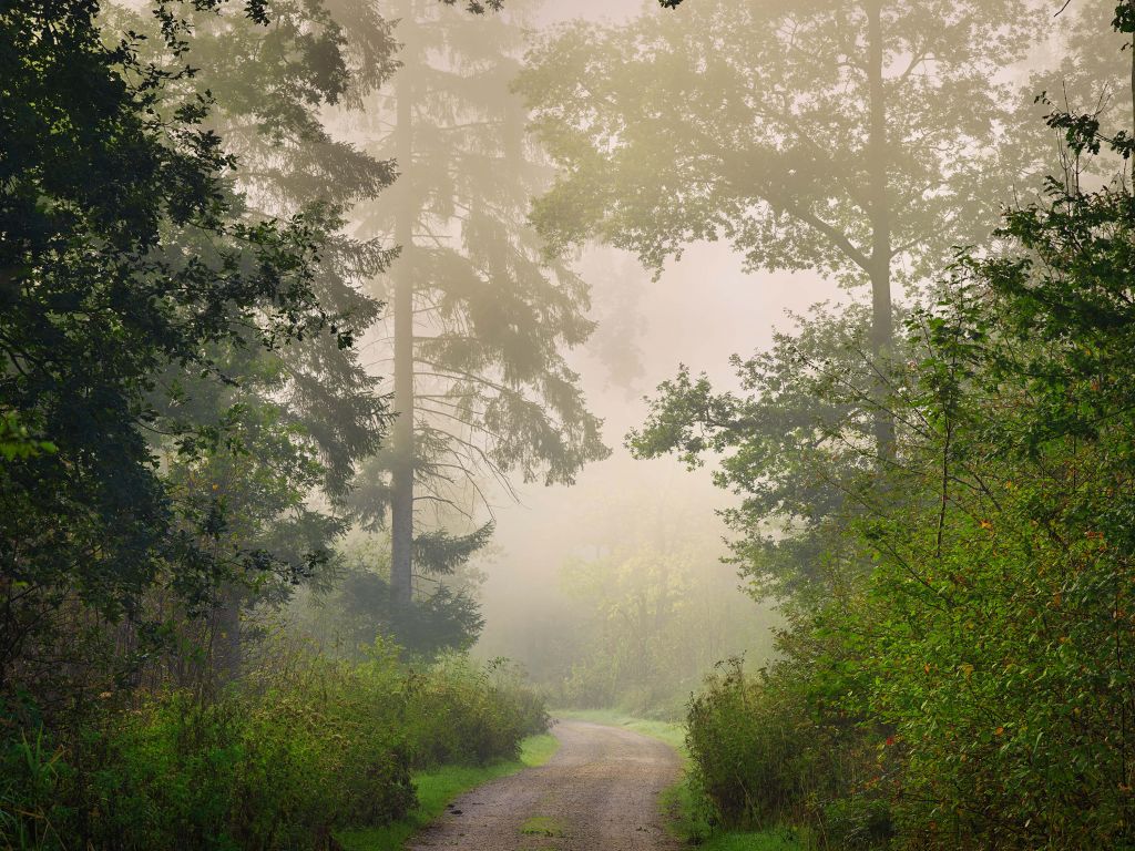 Straße durch nebligen Wald