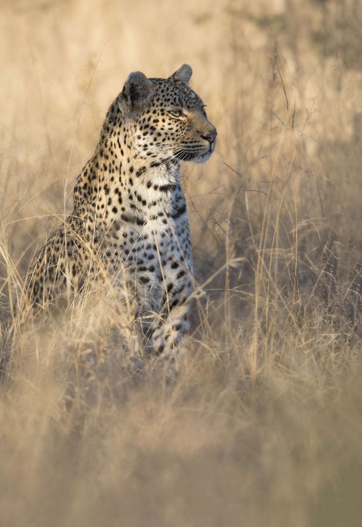 Jagd auf Leopard