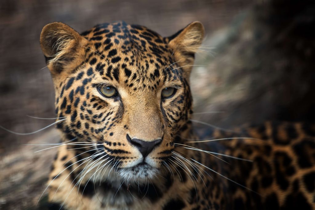 Close, up eines Leoparden