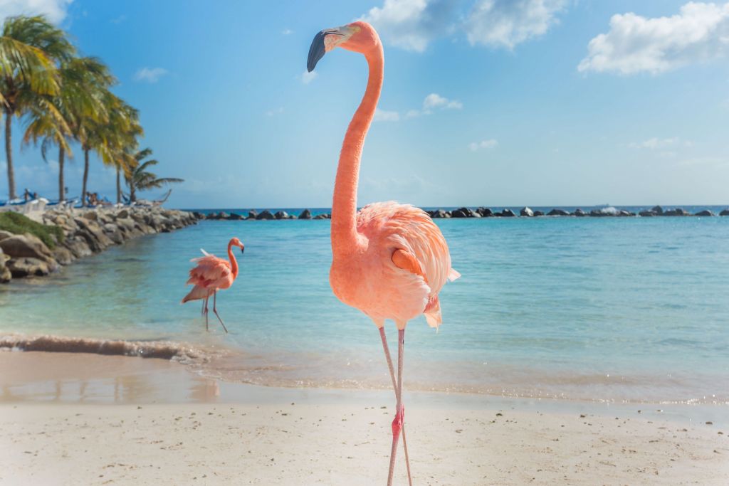 Flamingo am Strand