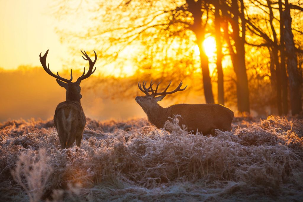 Hirsche bei Sonnenuntergang