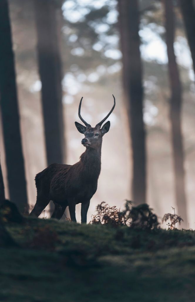 Hirsch in der Nähe von Bäumen