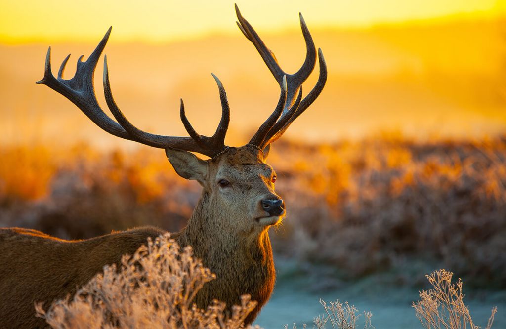 Hirsche im Naturschutzgebiet