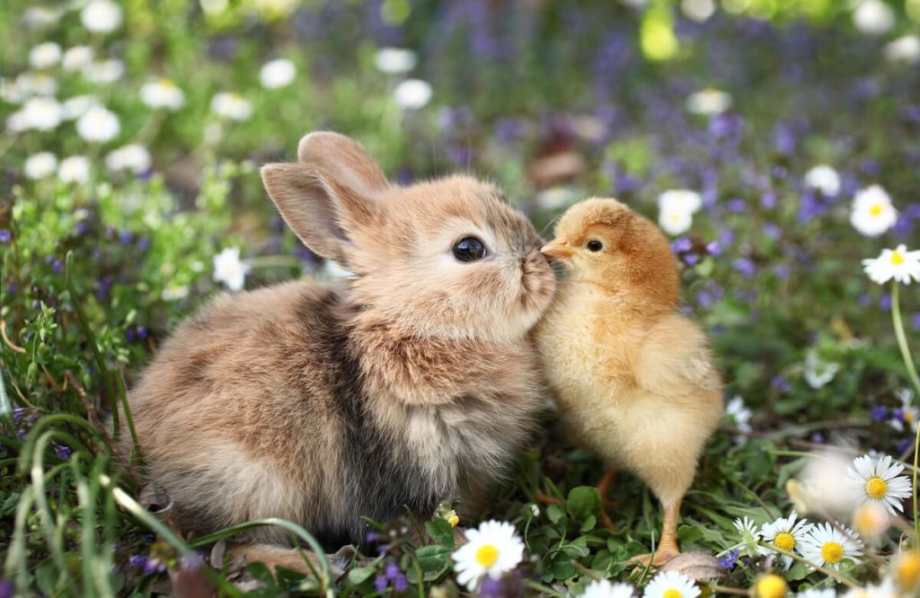 Kaninchen und Küken