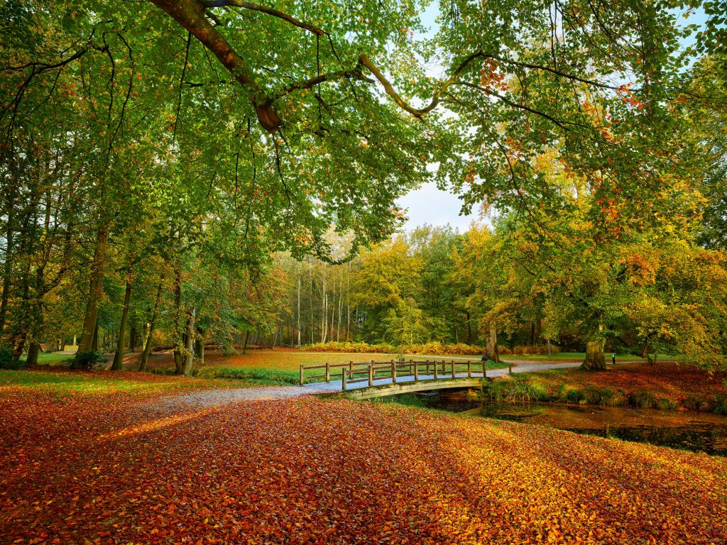 Brücke im Wald