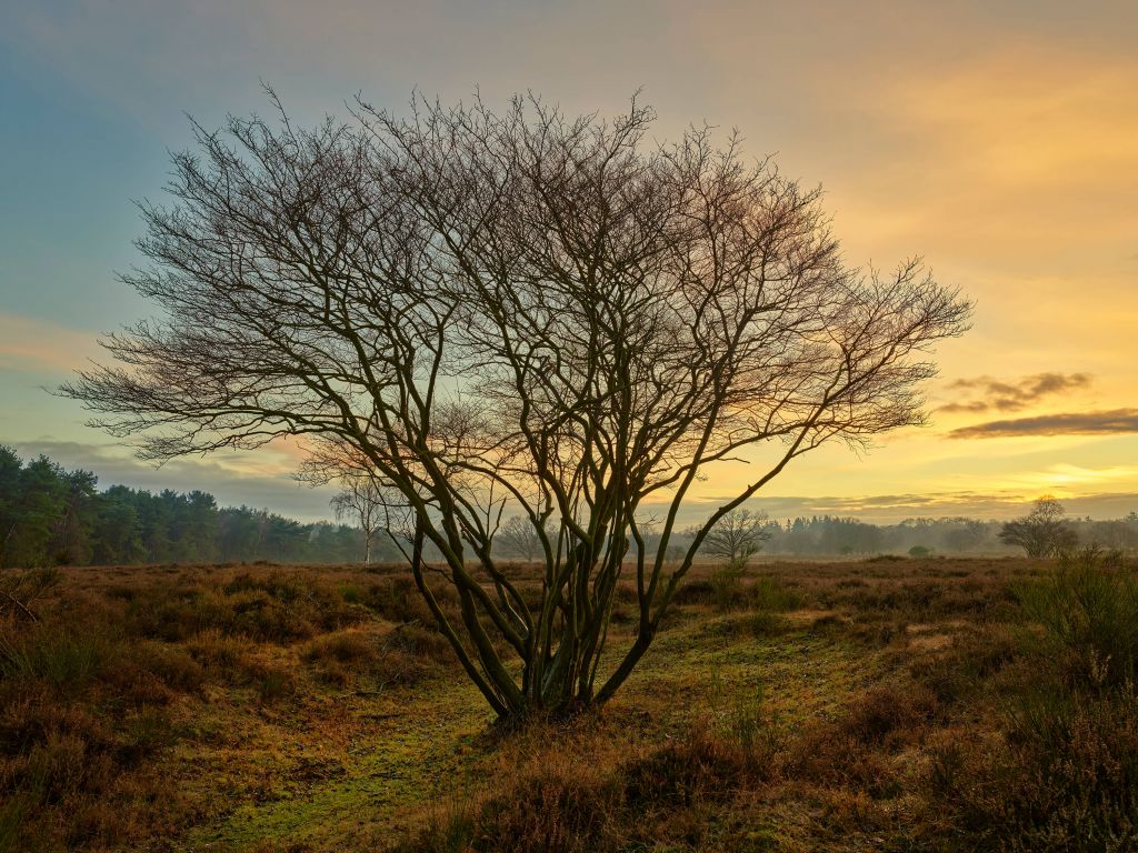 Sonnenaufgang auf der Heide