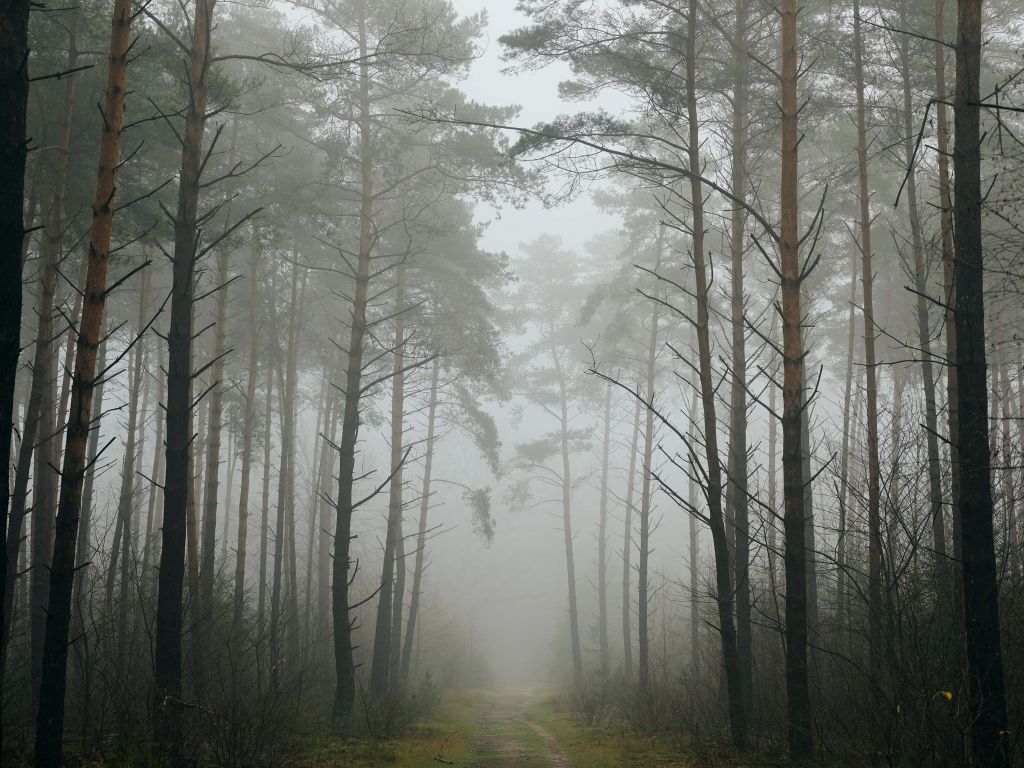 Pfad im nebligen Wald