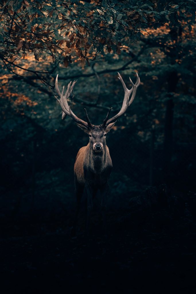 Damhirsch im Wald