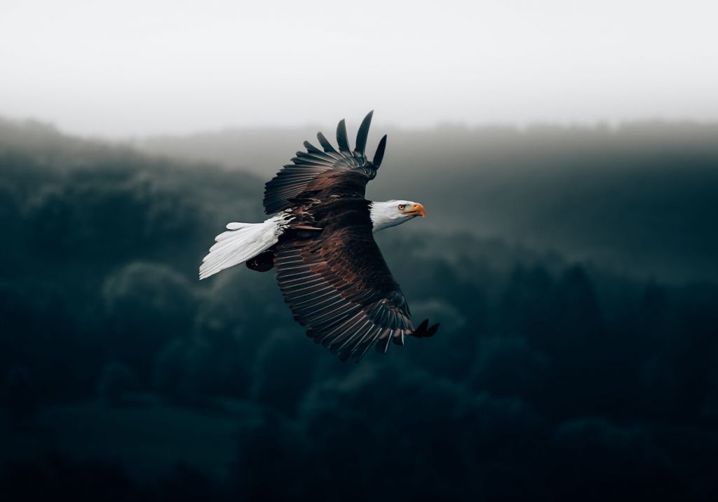 Flying Eagle