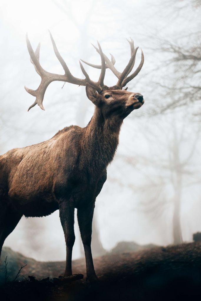 Rentiere im Nebel