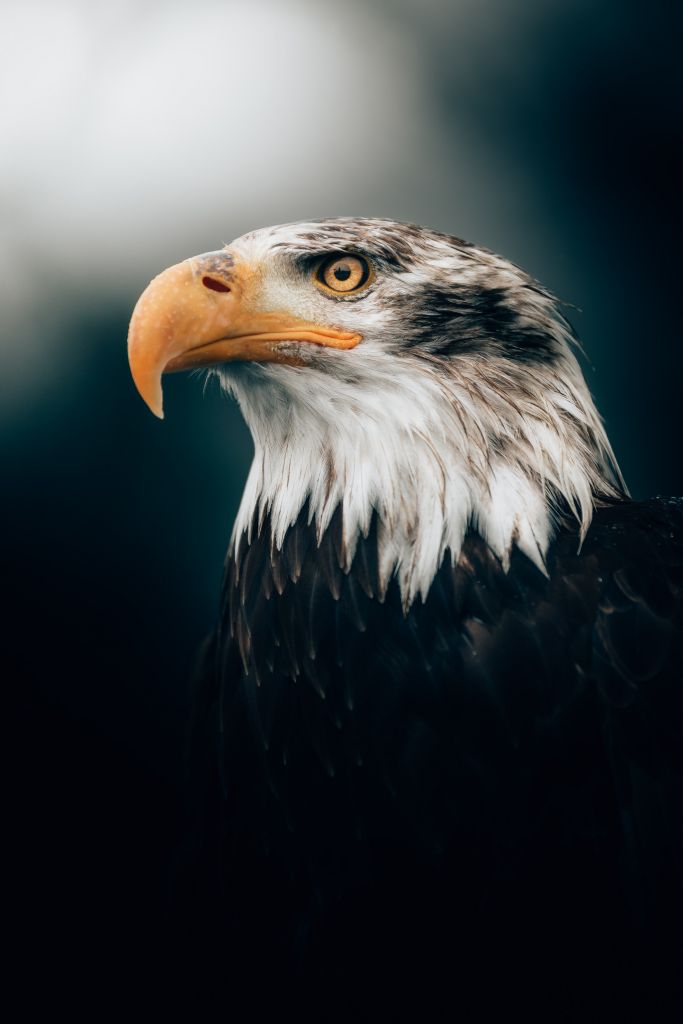 Nahaufnahme Seeadler