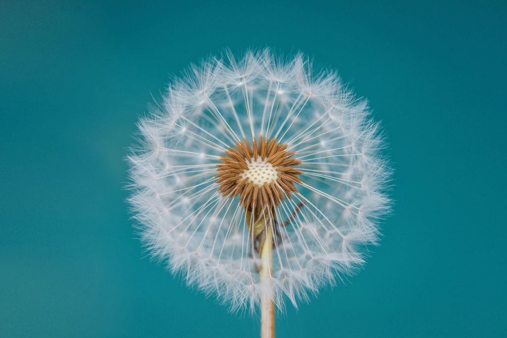 Dandelion