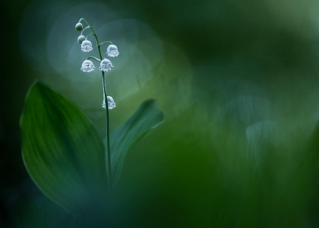 Lilly of the Valley