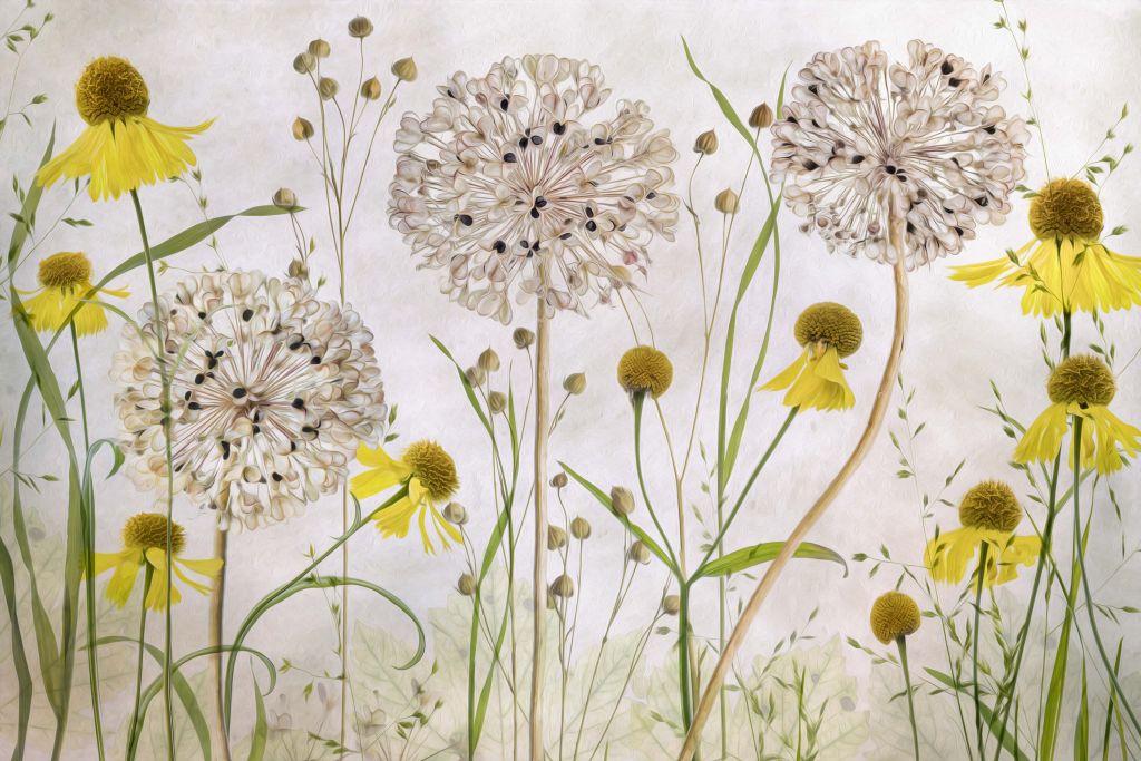 Alliums and heleniums