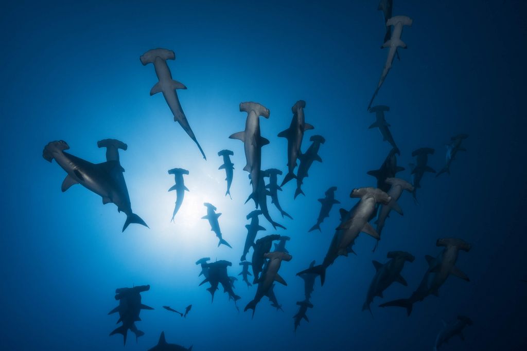 Hammerhead Shark - Underwater Photography