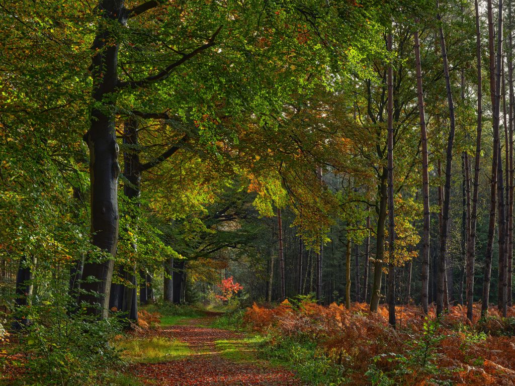 Weg mit Blättern durch den Wald