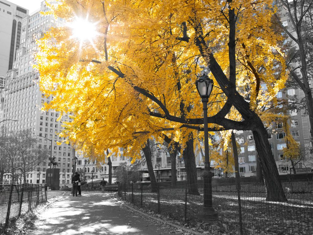 Ein Weg durch den Central Park