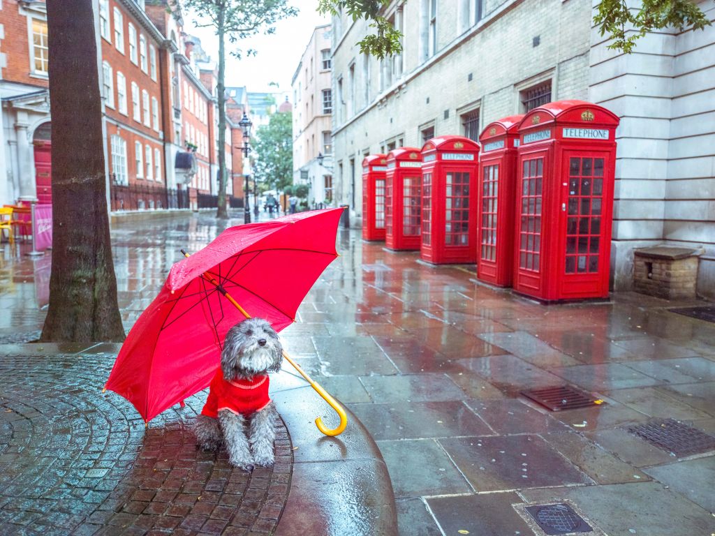 Hund mit Regenschirm